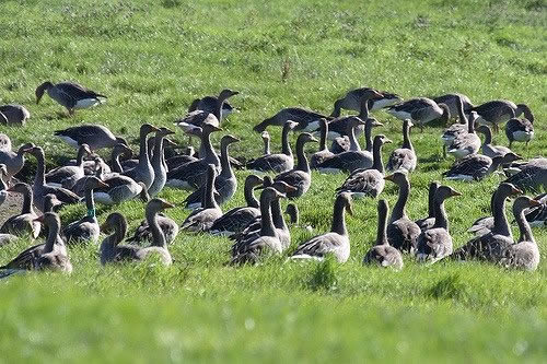 bean geese2