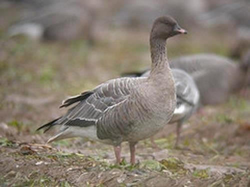 bean goose1