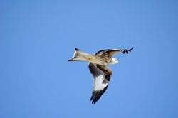 kite2