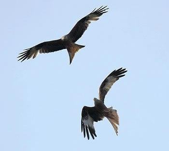 kite3