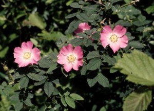 Rosa sherardii (Sherard's Downy Rose)