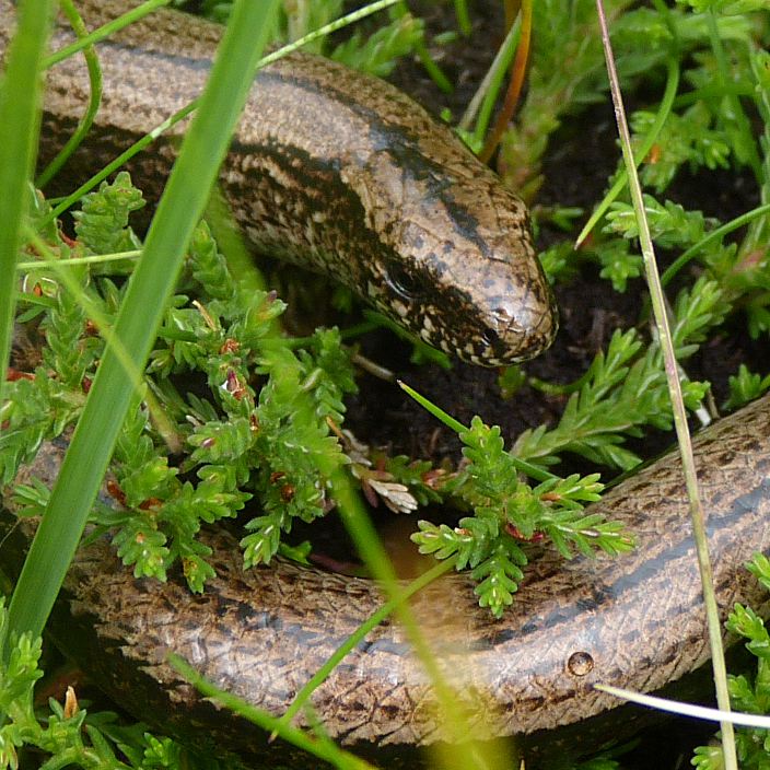 anguis-fragilis-slow-worm