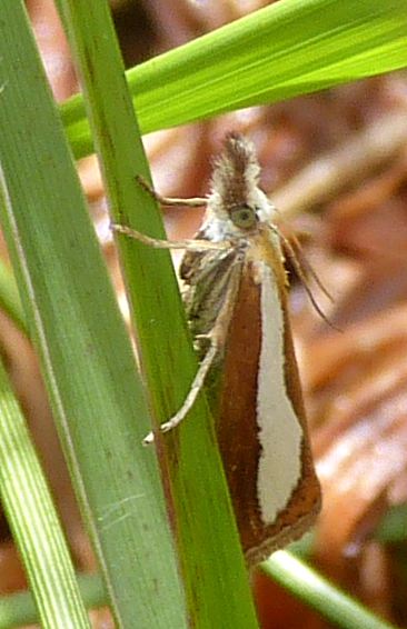 catoptria-margaritella-pearl-band-grass-veneer