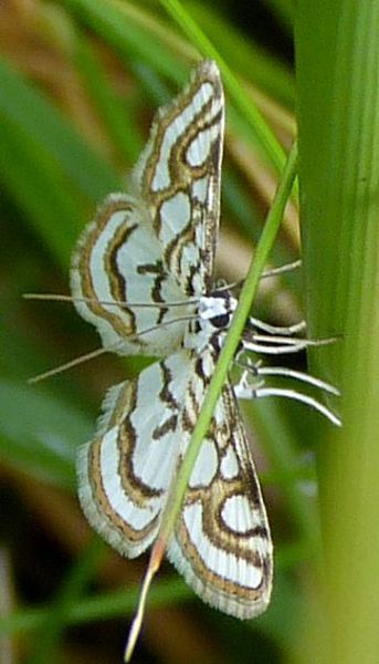 Nymphula stagnata (Beautiful China-mark)