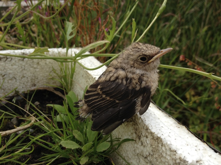 juvenile Spotted Flycatcher