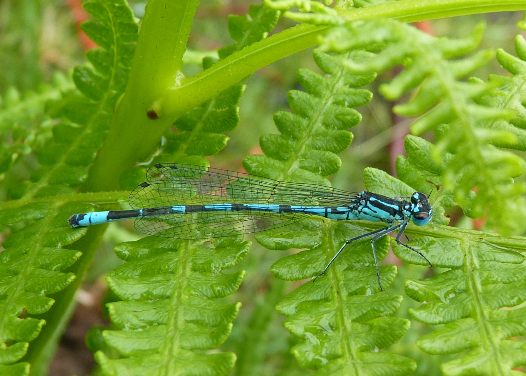 Coenagrion pulchellum (Variable Damselfly)
