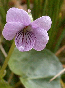 040425-viola--palustris