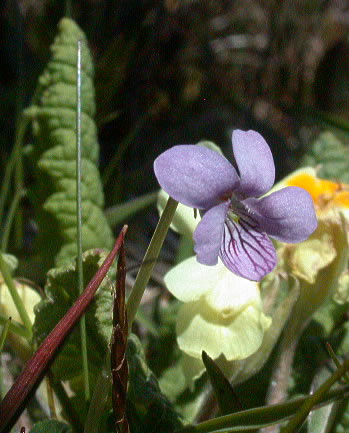 060505-viola-palustris