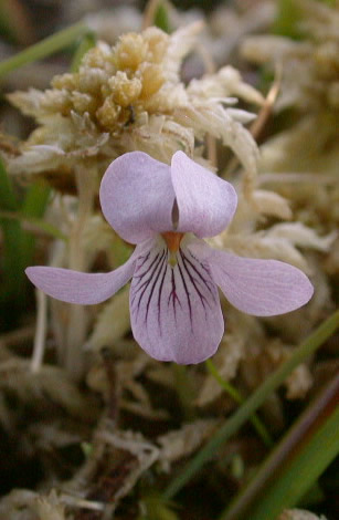 080427-viola-palustris