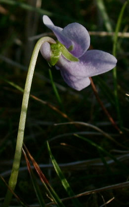 viola-palustris-2