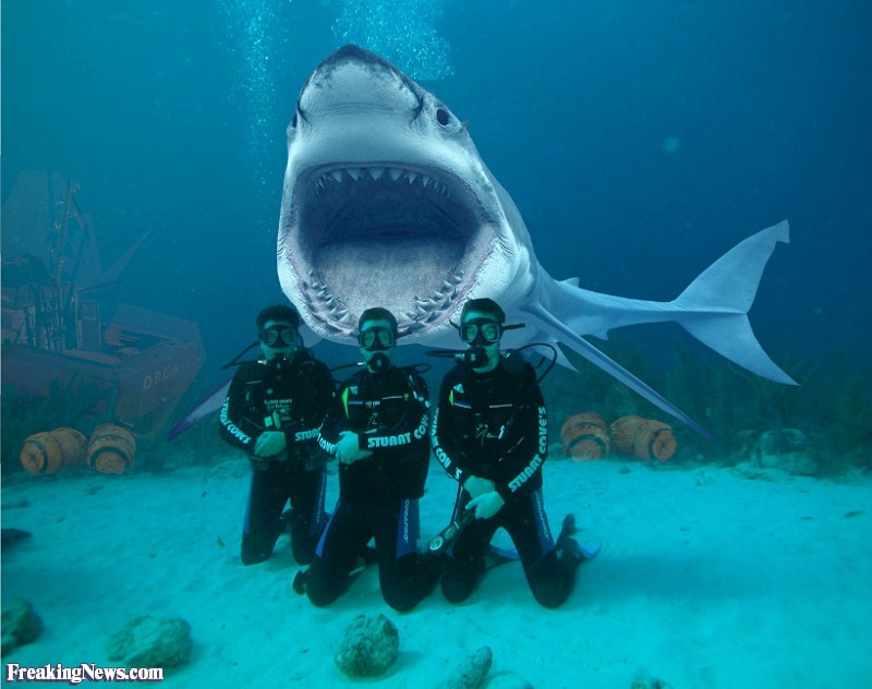 Shark-Diving