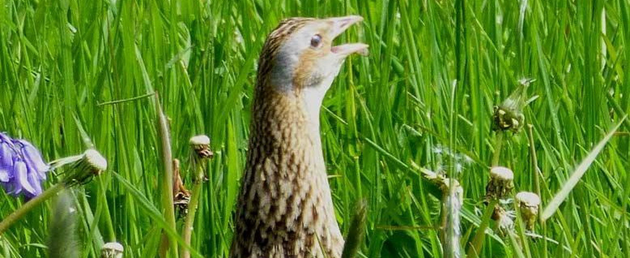 Corncrake (Crex crex)-SG